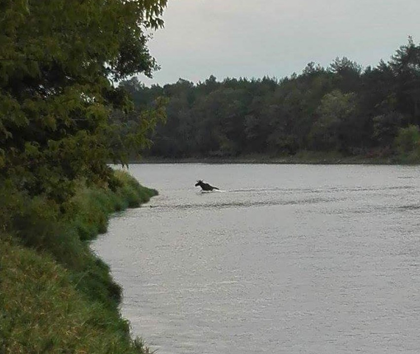 To łoś-pływak: tak się przeprawił przez Narew (ZDJĘCIA, WIDEO)