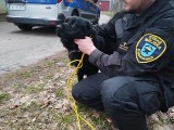 W Starachowicach znaleziono psa przywiązanego do ogrodzenia za pomocą kabla. Straż Miejska w poszukiwaniu właściciela. Zobacz zdjęcia