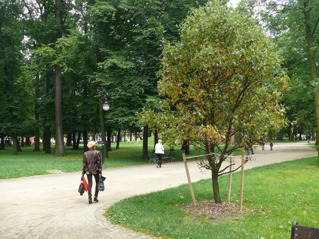 Cztery dorodne drzewa posadzone niedawno w parku Kościuszki straciły liście, korony drzew zżółkły.