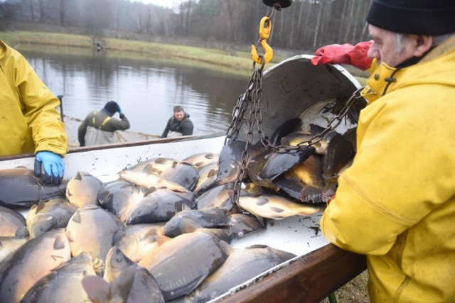 Do 25-26 zł wzrosły już ceny kilograma karpia. To jednak może nie być koniec wzrostu cen najpopularniejszej wigilijnej ryby w Polsce. Mogą one osiągnąć poziom 30 zł za kilogram, w dużej mierze przez to, że ryb jest mniej na rynku.W ubiegłym roku hodowcy ryb z województwa łódzkiego w swoich gospodarstwach sprzedawali karpie za 18-20 zł za kilogram. Przed świętami w marketach ryby można kupić jeszcze taniej - w ramach promocji. 