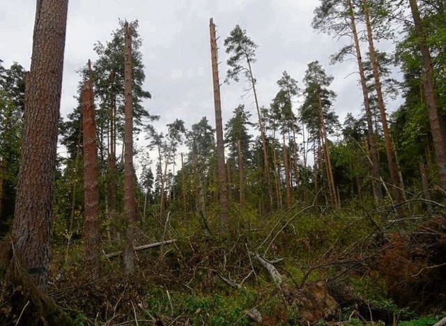 Tak wygląda rezerwat Jałówka po czerwcowej wichurze