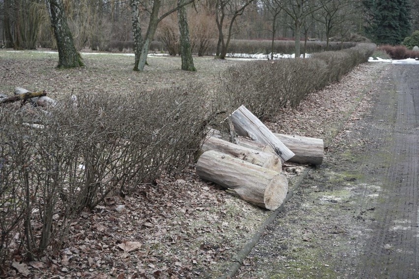 Zimowa wycinka drzew w parkach i na terenach pod zabudowę. Drzewa znikają z zabytkowych łódzkich parków 