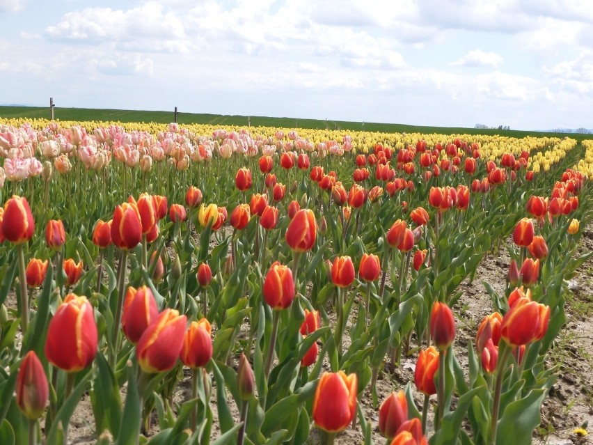 Aż 30 tysięcy tulipanów w jednym miejscu w Polance Wielkiej