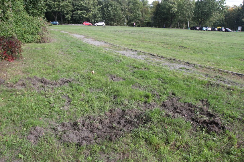 Drzewka posadzone zaledwie kilka tygodni temu zniknęły. Co...