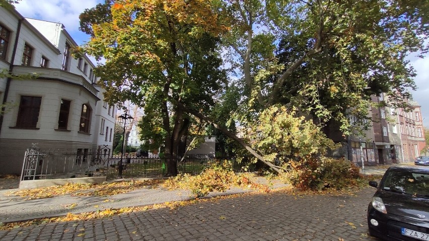 Silny wiatr w Żarach łamie drzewa i niszczy dachy budynków.