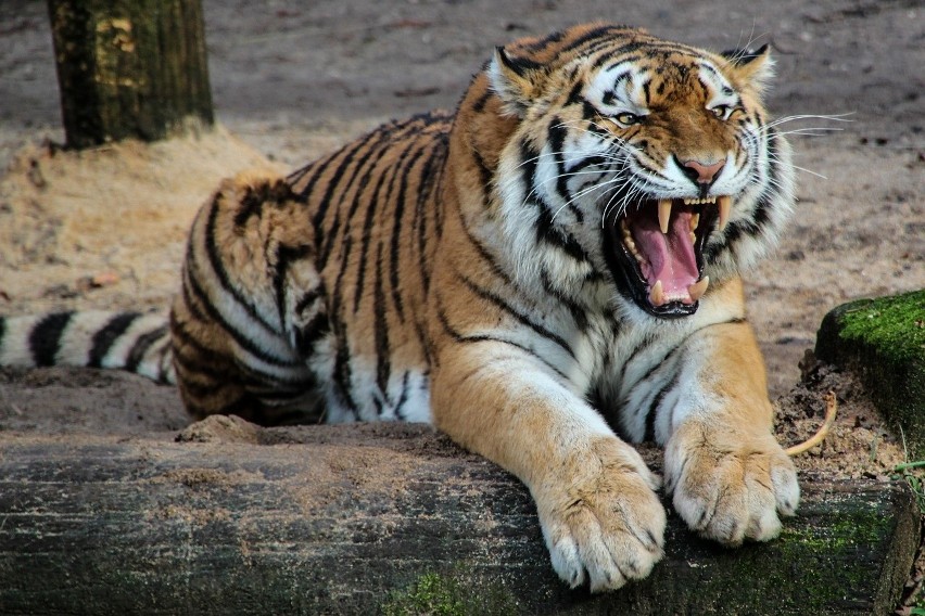 W Biedronce rządzi maharadża i grasuje tygrys?
