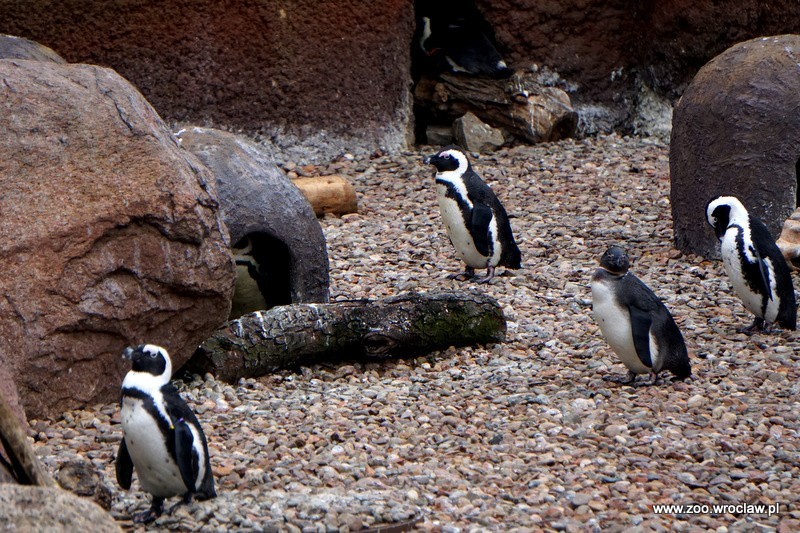 Dziś święto pingwinów we wrocławskim ZOO     