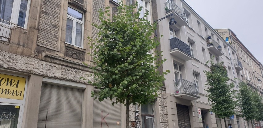 Drzewa na ul. Gdańskiej straciły trochę swój geometryczny...