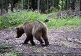 Limanowa. W Gorcach znaleziono niedźwiedzią gawrę. Zwierzę pozostawiło po sobie wiele śladów [ZDJĘCIA]