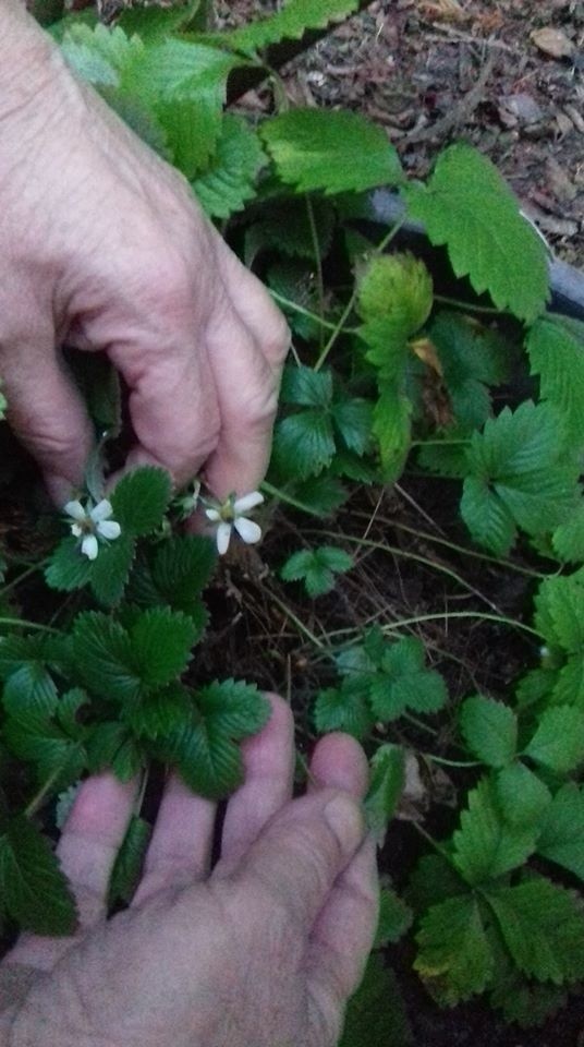 Zima w tym roku odwołana? Chyba tak. Do końca miesiąca temperatury powyżej zera. Prognoza pogody na styczeń 2020