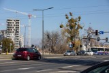 Inwazja półpasożyta w Bydgoszczy - tysiące zaatakowanych drzew w mieście [zdjęcia]
