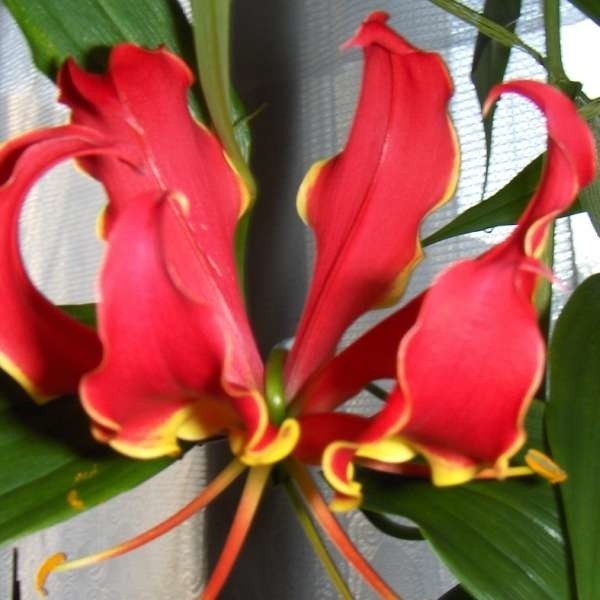 Głównym walorem gloriozy są dekoracyjne kwiaty. Roślina jest bardzo popularna jako kwiat cięty.