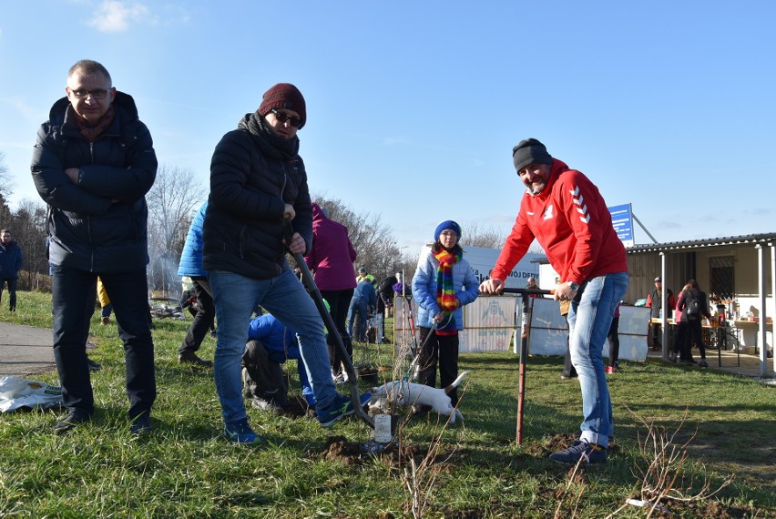 Mieszkańcy Tarnowa społecznie sadzili drzewa na Górze św. Marcina 