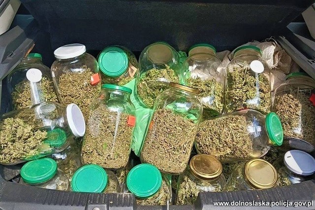 Świdniccy policjanci zabezpieczyli 160 krzaków konopi w różnej fazie wzrostu i 11,5 kilograma narkotyków gotowych do użycia, w tym marihuany i amfetaminy.