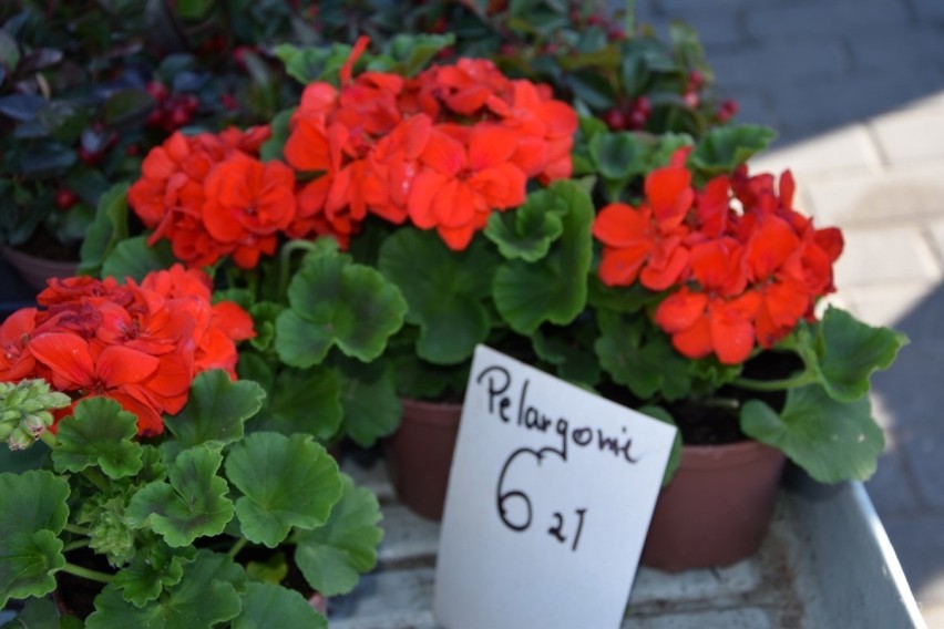 Kwiaty do ogrodu i na balkon. Sprawdziliśmy ceny na targu w Kościerzynie. Ile kosztują surfinie, begonie i pelargonie? [GALERIA]