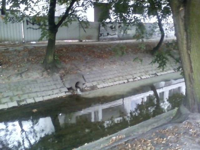 Brudna woda wypływała z kanału do Silnicy przy ulicy Staszica.