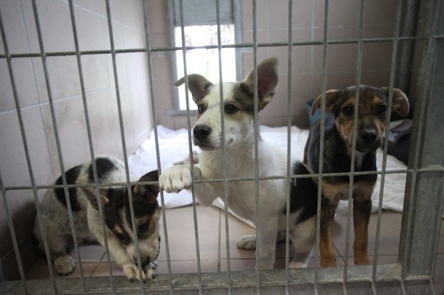 Psy w schronisku dla zwierząt w Opolu.