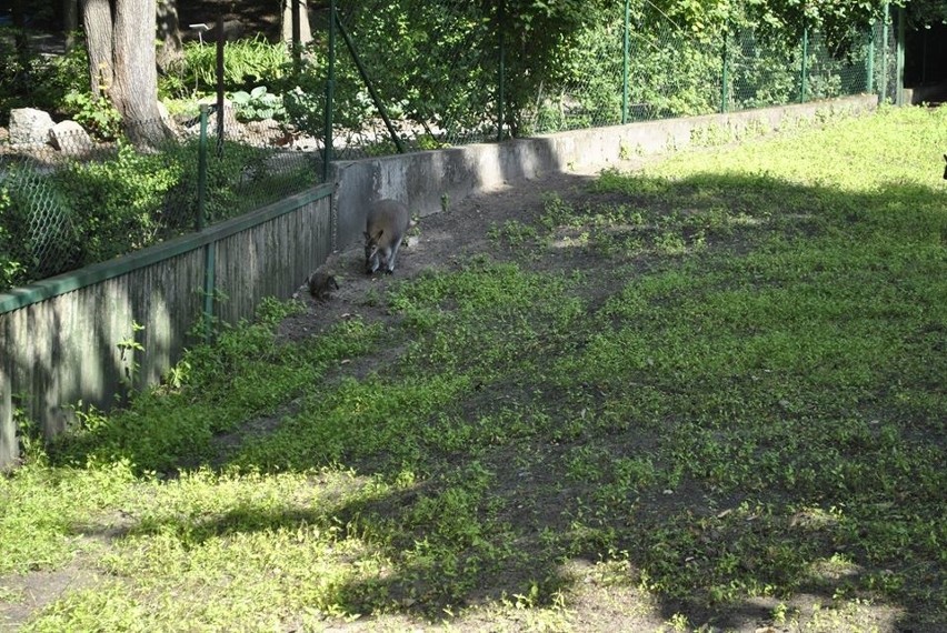 Oto porzucone przez matkę kangurzątko z toruńskiego zoo [zdjęcia]