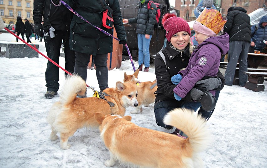 Królewskie psy na Trzech Króli. Śliczne corgi i ich właściciele spotkali się na dorocznym pochodzie w Krakowie [ZDJĘCIA]