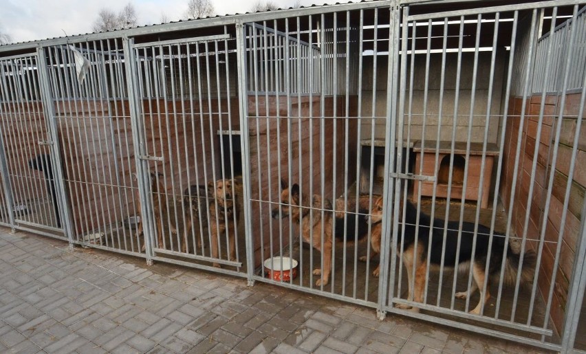 Schronisko zamknięte, bezdomne psy skazane na więzienie, pracownicy nie mają szans wyprowadzić każdego z nich na spacer