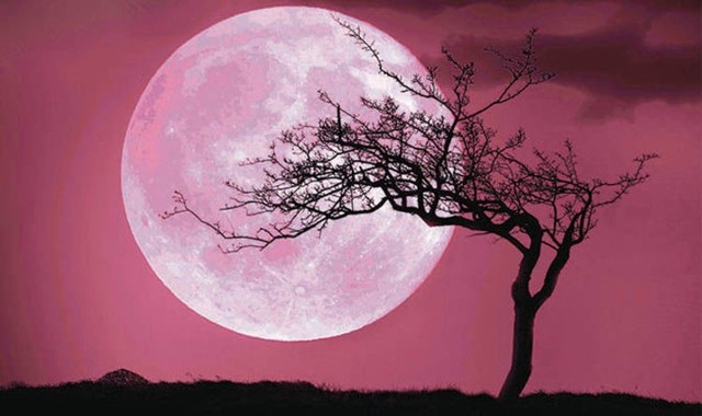 Truskawkowy księżyc dzisiaj będzie widoczny na niebie. Truskawkowy Księżyc może kojarzyć się z faktem, że w czerwcu przypada szczyt sezonu na truskawki. Sama barwa Księżyca będzie natomiast niekoniecznie truskawkowa, a różowa. 