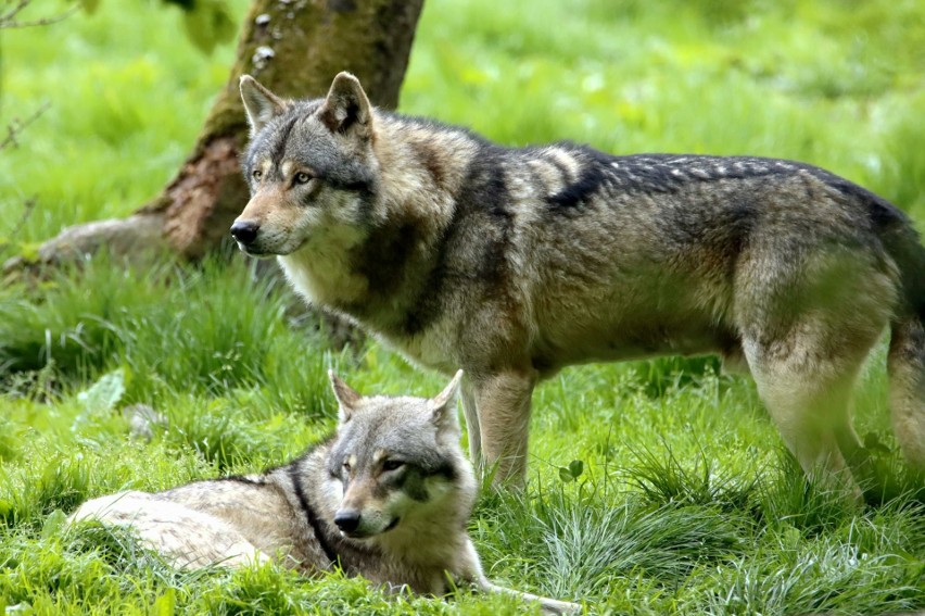 Ataki wilków na zwierzęta hodowlane dotyczą głównie...