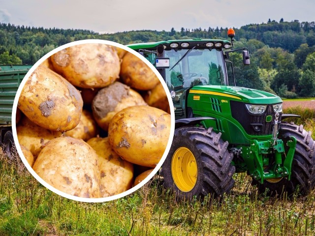 Ciągnik wpadł do rowu, a ziemniaki, które przewoził, wysypały się na drogę.