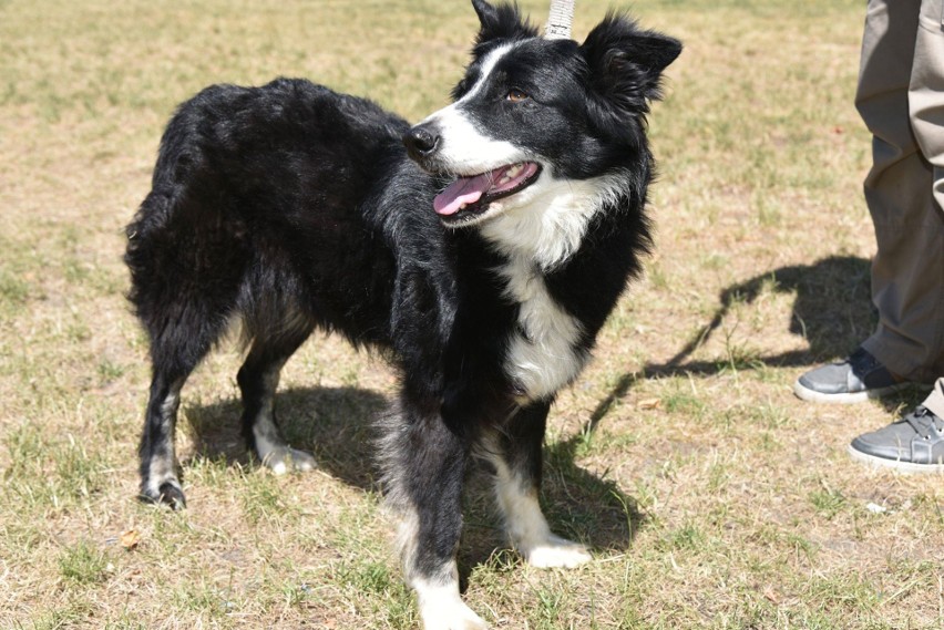 Suczka w typie border collie szuka właściciela