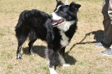 Suczka w typie border collie szuka właściciela