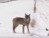 Wilki pojawiły się na Ponidziu. Czy osiedlą się na południu regionu świętokrzyskiego?