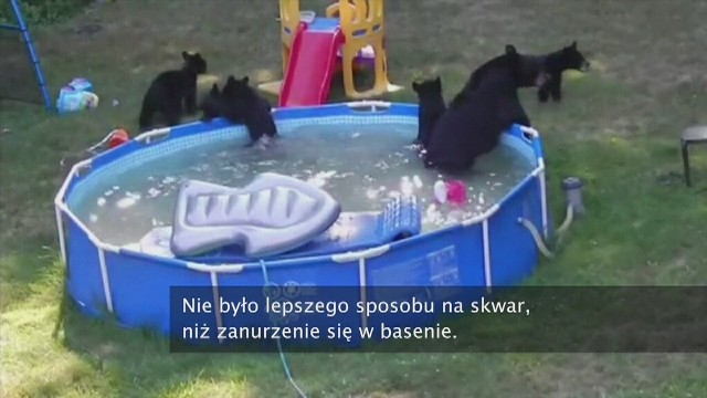 Rodzina niedźwiedzi przejęła basen