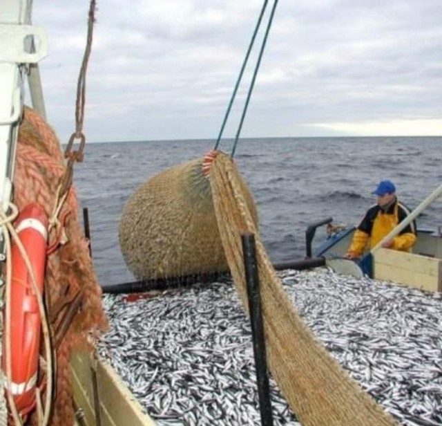 Polscy rybacy są niezadowoleni z unijnych przepisów.
