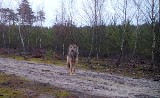 Spójrz wilkowi w oczy! Niezwykłe nagranie z leśnej fotopułapki. Wilk spacerowało po lesie. Zupełnie jakby wiedział, że jest nagrywany [FILM]