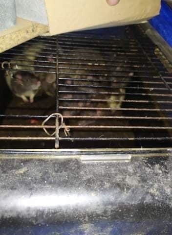 Kraków. Strażnicy miejscy znaleźli 20 szczurów uwięzionych w klatkach w piwnicy [ZDJĘCIA] 