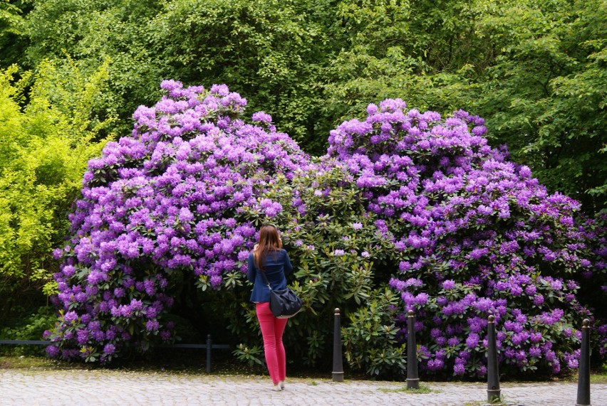 Kwitnące azalie i rododendrony wyglądają zachwycająco....