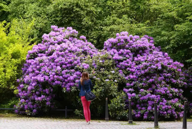 Kwitnące azalie i rododendrony wyglądają zachwycająco. Podpowiadamy, gdzie warto się wybrać, aby zobaczyć piękne kolekcje odmian i okazy o imponujących rozmiarach. Zobacz wideo: Jak pielęgnować rododendronyAgencja TVN/x-news