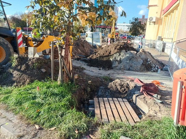 Drzewo posadzone w 2018 roku na rogu Szosy Chełmińskiej i Odrodzenia, obecnie rosnące na środku placu budowy