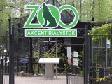 Akcent ZOO Białystok otwarty. Znowu można odwiedzać ogród zoologiczny w Parku Konstytucji 3 Maja (zdjęcia)