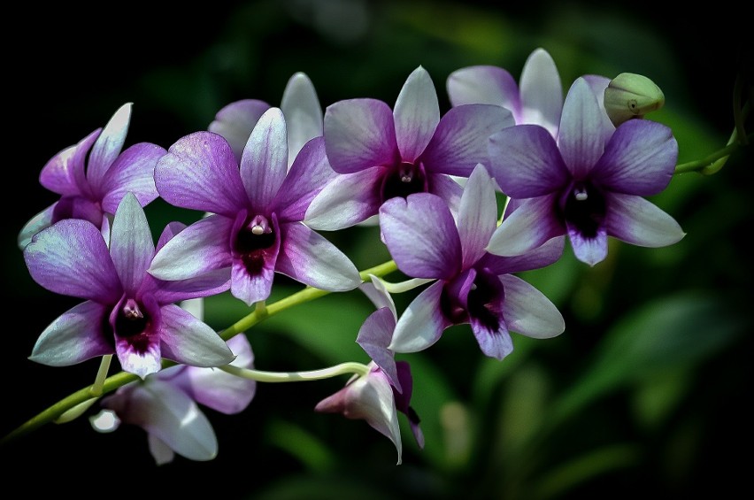 Kwiaty dendrobium phalaenopsis...