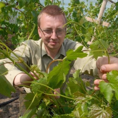 W winnicy Na Leśnej Polanie poznać może odmiany winorośli, które rosły w okolicach Zielonej Góry już przed wojną. Jarosław Lewandowski na pewno pokaże, czym równi się jedna odmiana od drugiej.