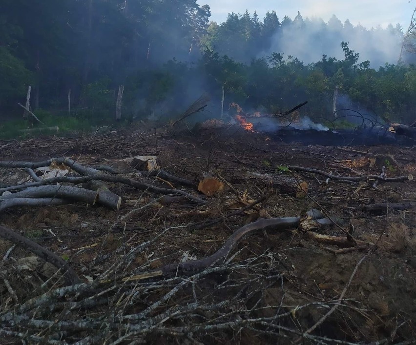 Pożar lasu pod Białogardem