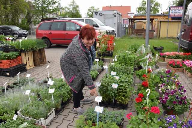 Przed stoiskiem z sadzonkami ziół na międzyrzeckim targowisku kolejka jest długa. Przebojem: ruta - ,,na serce’’. Jak tłumaczy pani Zosia, jak już zioło wyrośnie, można je stosować na wiele sposobów. – Jako napar, ale też warto ususzyć, żeby mieć zapas na zimę. Pani Joanna przyszła na targowisko specjalnie po rozmaryn. Jak wyhoduje go na swej działce, będzie miała pewność, że to absolutnie naturalna roślina, która jest wspaniałym lekiem w walce z cukrzycą, ale też pomaga w stanach zapalnych, działa przeciwgorączkowo, i pomaga, gdy boli brzuch. Jak widać po zainteresowaniu, jakie budzi stoisko z sadzonkami ziół, międzyrzeczanie coraz częściej sięgają po naturalne metody leczenia, ale też doceniają ich wartości smakowe, bo dla przykładu nic tak ponoć nie podkręca smaku rosołu, jak świeży lubczyk. Polecamy także: 33 pomysły na kompozycje kwiatowe na balkon i parapetWideo: Rośliny dla początkujących ogrodników. Maja Popielarska radziŹródło:TVN Style/x-news