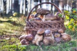 Mnóstwo grzybów w świętokrzyskich lasach. Oto Wasze zbiory z niedzieli 16 października. Zobaczcie nowe zdjęcia
