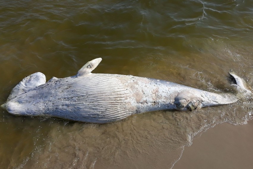 Martwy wieloryb na plaży Mierzei Wiślanej 20.07.2018. Zwierzę znalezione w Kątach Rybackich ma około 5 metrów długości i waży 3 tony