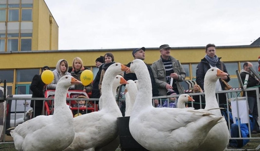 Festiwal gęsiny 2018 w Przysieku odbędzie się 10 i 11...