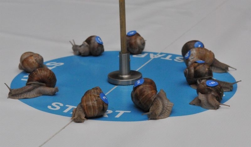 Zawody ślimaków
Mistrzostwa otwarte  ślimaków