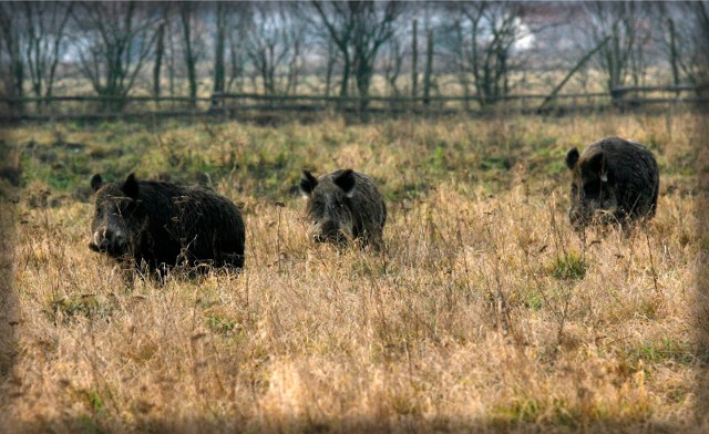 Dziki stały się wygodne - zamiast szukać pożywienia w lesie, wolą podchodzić pod osiedla. Niektórzy twierdzą, że stąd bierze się wrażenie o olbrzymiej populacji tych zwierząt