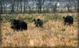 Chcą zabić 8 tys. dzików. Leśnicy: Mamy tylko 4 tysiące...