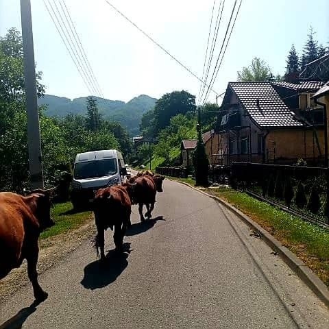 Krowy podczas przeprowadzania z gospodarstwa na pastwisko