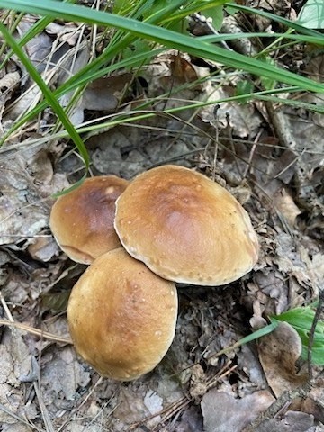 Piękne okazy grzybów, jakie mieszkaniec Stalowej Woli znalazł koło Goliszowca. Zobacz zdjęciach